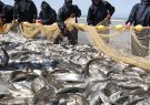 پیش‌بینی صید ۳ هزار تن ماهی ازدریای کاسپین/فصل صید آغاز شد