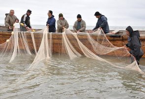 ماهی کفال بیشترین ماهی گرفتارشده در تور صیادان