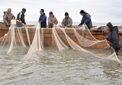 ماهی کفال بیشترین ماهی گرفتارشده در تور صیادان