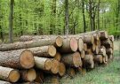 اراضی ملی گیلان برای زراعت چوب واگذار می‌شود