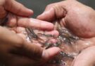 تولید ۲۰ میلیون قطعه بچه ماهی سفید به روش تکثیر طبیعی در گیلان