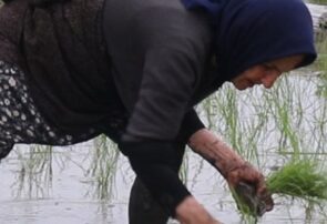 گزارش ویدیویی: کاشت برنج در روستای گلشن بندرانزلی