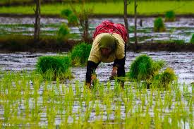 شالیکاران گیلانی برنج را برپایه تقویم زراعی کشت کنند