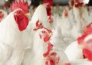 گیلان قطب تولید مرغ اجداد در کشور