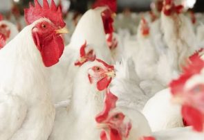 گیلان قطب تولید مرغ اجداد در کشور