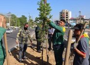 کاشت درختان بومی و اصیل هیرکانی در جاده تهران؛ وعده ای که عملی شد
