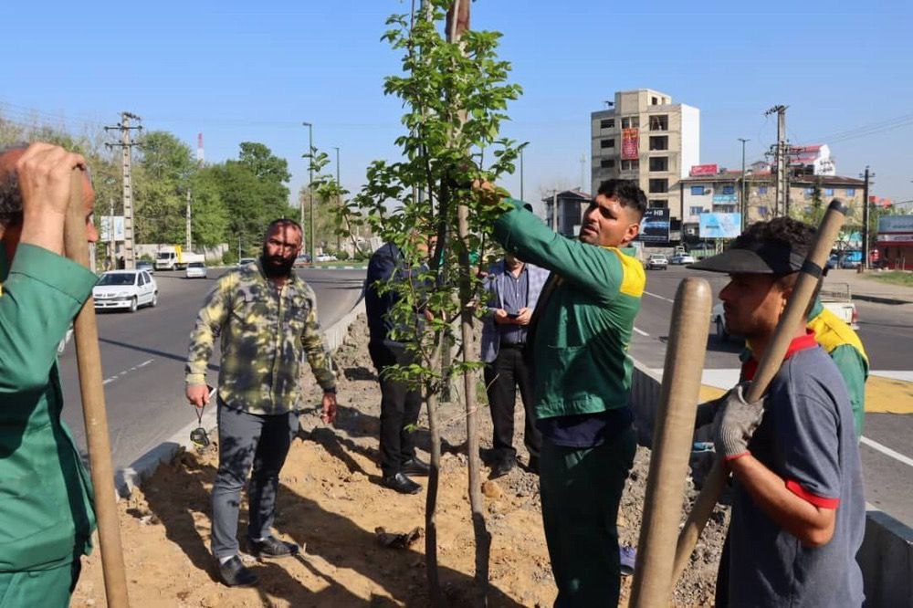 کاشت درختان بومی و اصیل هیرکانی در جاده تهران؛ وعده ای که عملی شد
