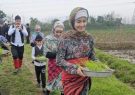 آئین نشای برنج در روستای دعویسرا