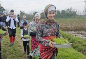 آئین نشای برنج در روستای دعویسرا