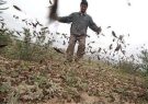 مبارزه با ملخ مراکشی در ۱۵ هزار هکتار از باغات گیلان