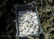 توزیع ۱۵ هزار جعبه تخم نوغان بهاره در گیلان آغاز شد