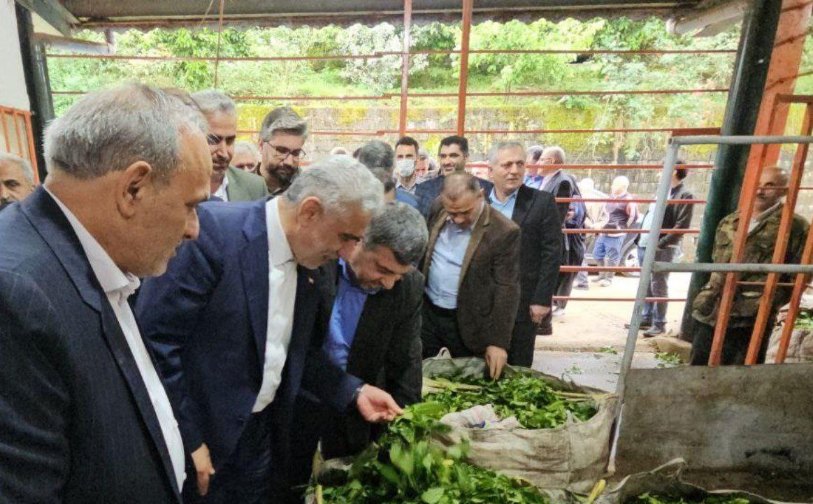 بازدید معاون وزیر جهاد کشاورزی از کارخانجات چایسازی رودسر و املش