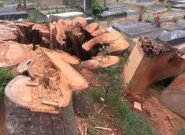 علت قطع درخت ۱۷۰ ساله بقعه آقا رکابدار آستانه اشرفیه چه بود؟