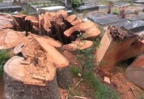 علت قطع درخت ۱۷۰ ساله بقعه آقا رکابدار آستانه اشرفیه چه بود؟