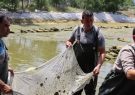 رهاسازی ۵۰۰ هزار قطعه بچه ماهی در رودخانه چوبر تالش